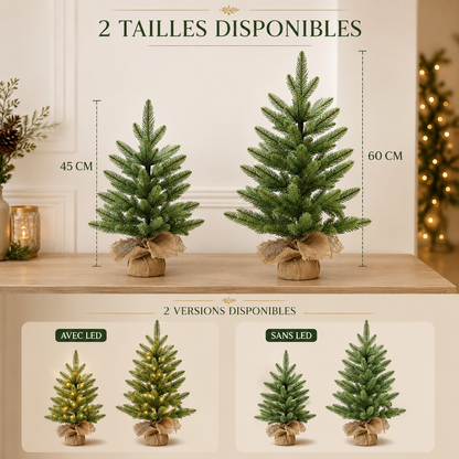 Sapin Compact Lykke